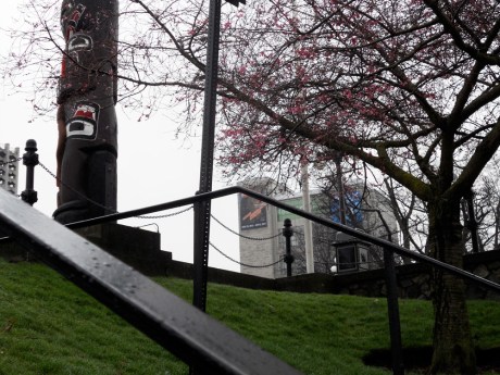 An early bloom of pink; the Royal BC Museum in the background.