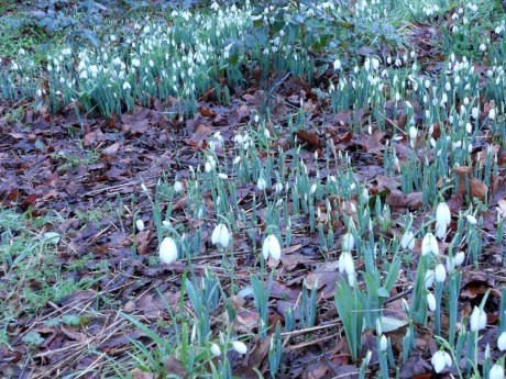 Snowdrops in Victoria BC, January 2014.