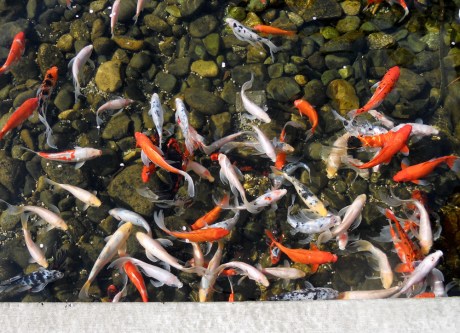 Koi in the pond at The Parkside; so pretty!