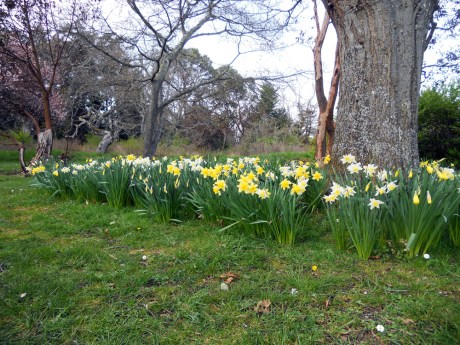 The daffodils are in full glory at Beacon Hill Park.