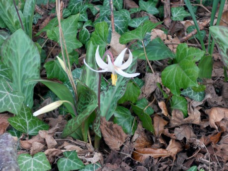 The fawn lilies are just beginning to bloom.