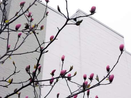 Big juicy magnolia blossoms on Fort Street
