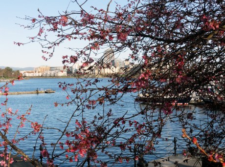 Beyond the blossoms: Inner Harbour, Victoria BC.