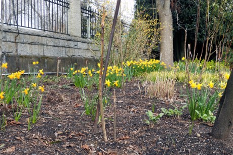 Later in the spring and throughout the summer, the grounds at Government House will be full of beautiful plants and flowers. Yesterday we were content to see so many narcissus.