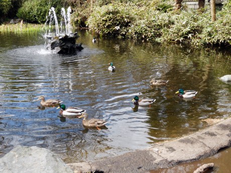 Ducks and fountain along a pathway through the gardens.