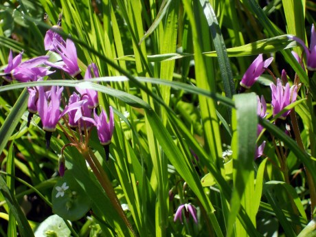 Very pretty shooting stars.