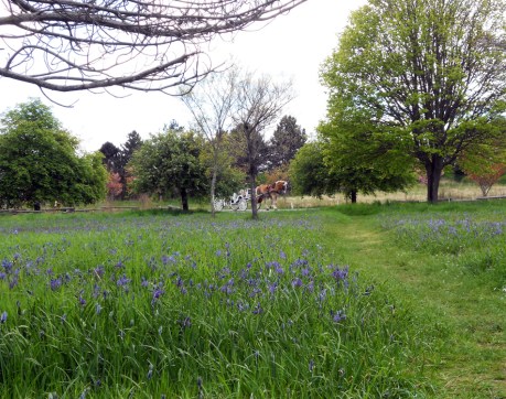Camas and bluebells.