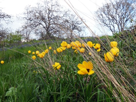 A lovely group of yellow tulips growing in the long grass of a Garry oak meadow at Beacon Hill Park.