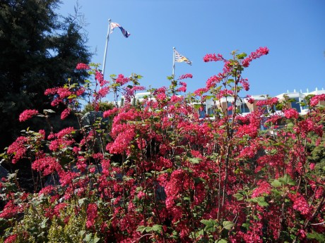 dkn_SunshineVictoria2