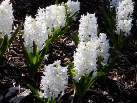 dkn_SunshineVictoria3