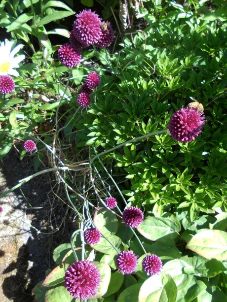 So many gardens have alliums right now, especially these bright beauties.