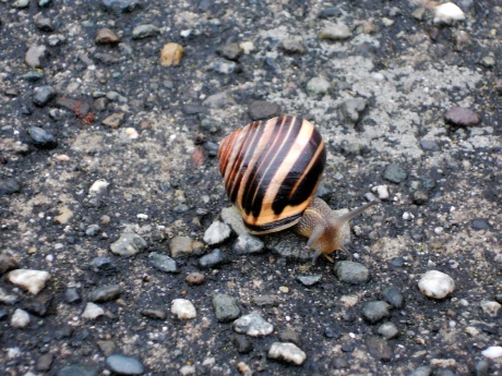 Found this little guy on a sidewalk in Fairfield. His shell was so beautiful. 