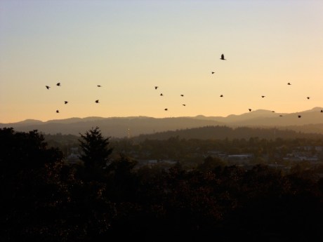 This is the nightly sunset fly-past of crows traveling from their daytime haunts to their nighttime roost.