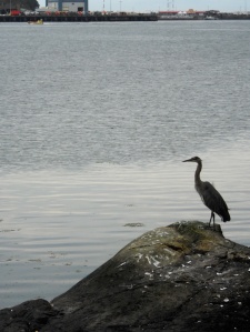 A beautiful Heron takes a break from fishing. In the background across the harbour is the Fisheries Canada facility in James Bay.