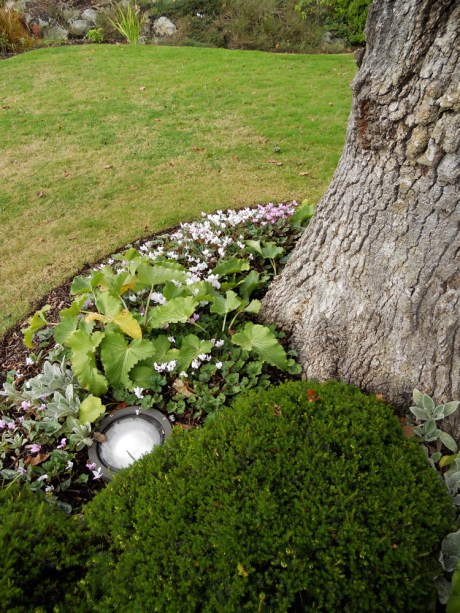 Tiny autumn cyclamen were in abundance.
