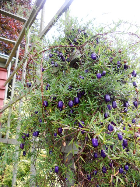 This plant, Billardiera, was so spectacular.