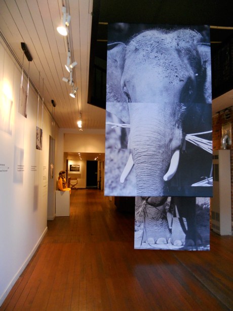 dkn_Art_ElephantEarth1