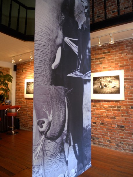 dkn_Art_ElephantEarth4