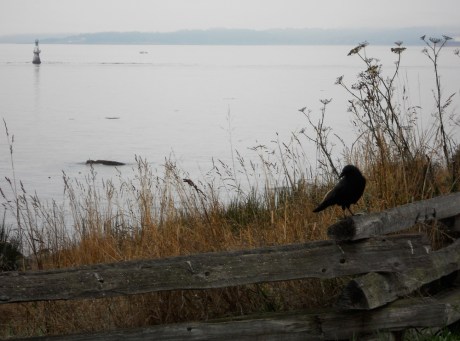 dkn_BeachAndCrowMorning2