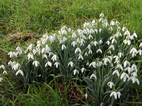 Snowdrops, right on time. (Not unusual for snowdrops in January, and they have been around for a few weeks now.)