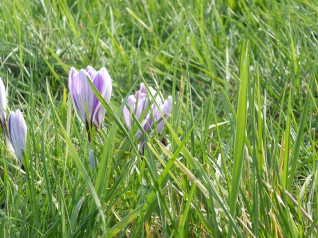 The crocus, right on time.