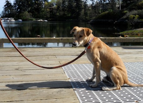 Our pal Sprocket. He's simply wonderful!