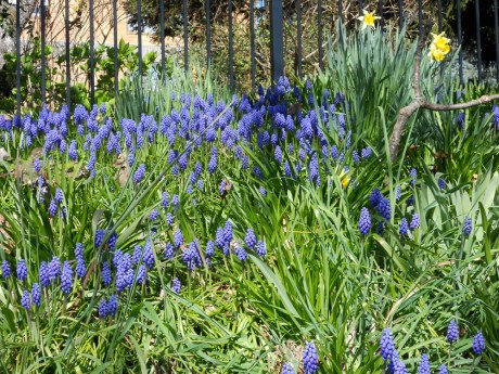 My favourite, grape hyacinth.