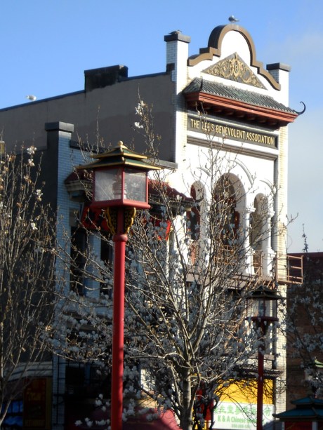 Beautiful white-blossomed Magnolia trees in Chinatown.