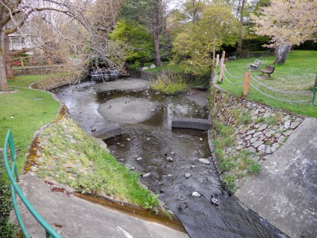 Ducks enjoying the creek.