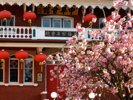 Fluffy pink, Chinese Public School, Chinatown, Victoria BC.