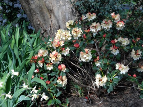 I love, love, love this colour of rhododendron.