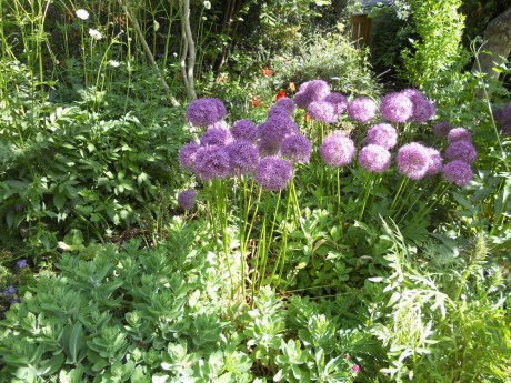 Lovely alliums at Playfair Park.