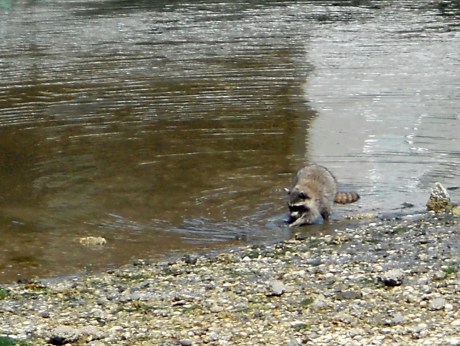We saw this young racoon fishing at a low tide along the Inner Harbour, Victoria BC.