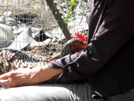 This chick has a couple other names, but I like to call her Dee Dee. She was hand raised and sometimes she just needs her human to hold and stroke her.