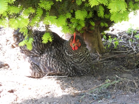 Henny Penny, the Queen of the Coop. This gal is thriving at 10 years old; hanging out, sitting in the shade and loving the worms and bugs she finds.