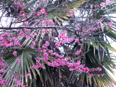 1_EarlyWalksEarlySpring4