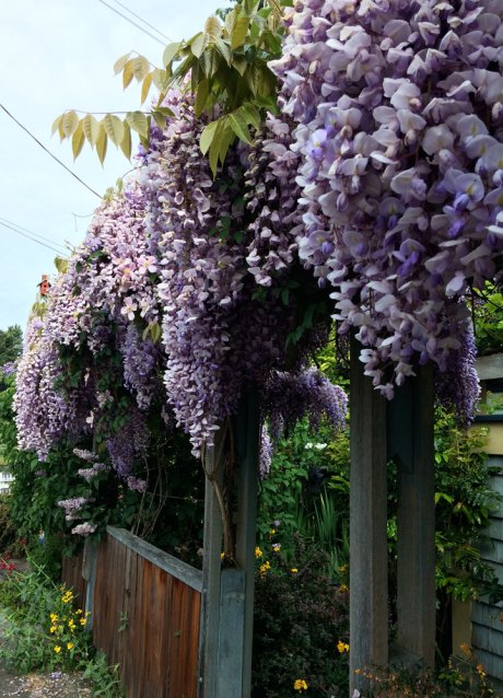 2_Wisteria6