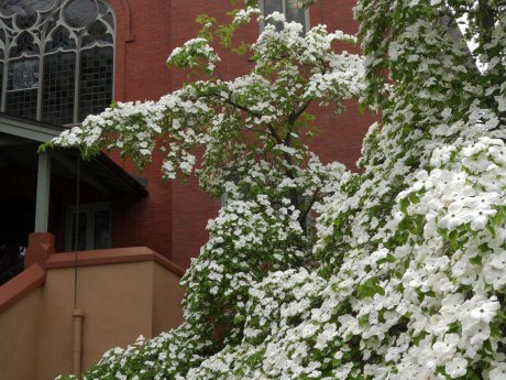 4_Dogwood1