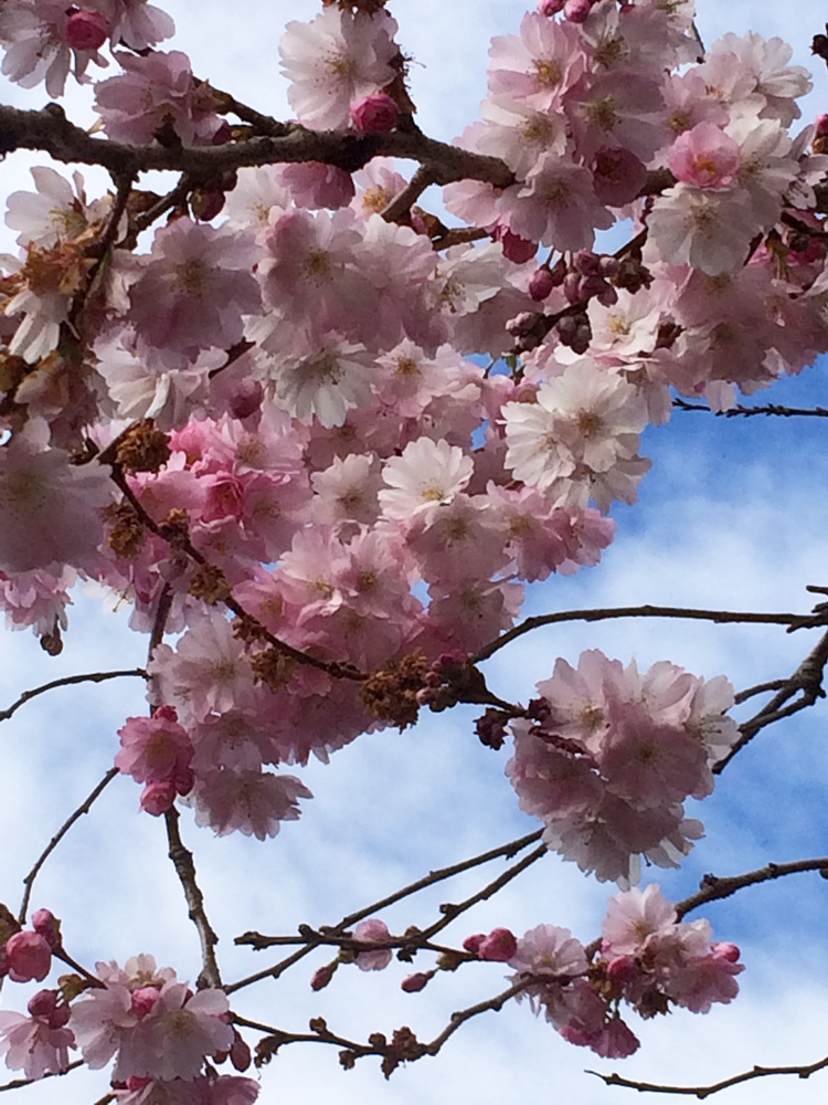 01_SpringColour_Pink