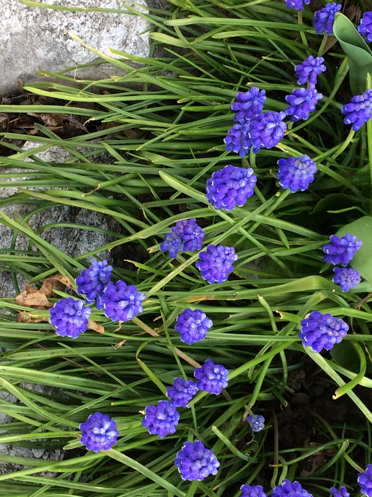 01_SpringColour_Purple