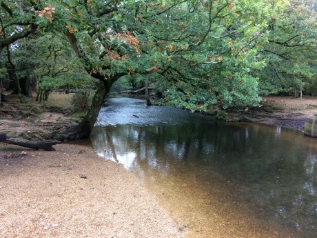 NewForest12_ForestWalk