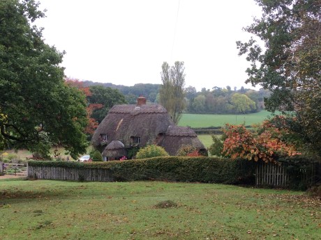 NewForest13_ForestWalk