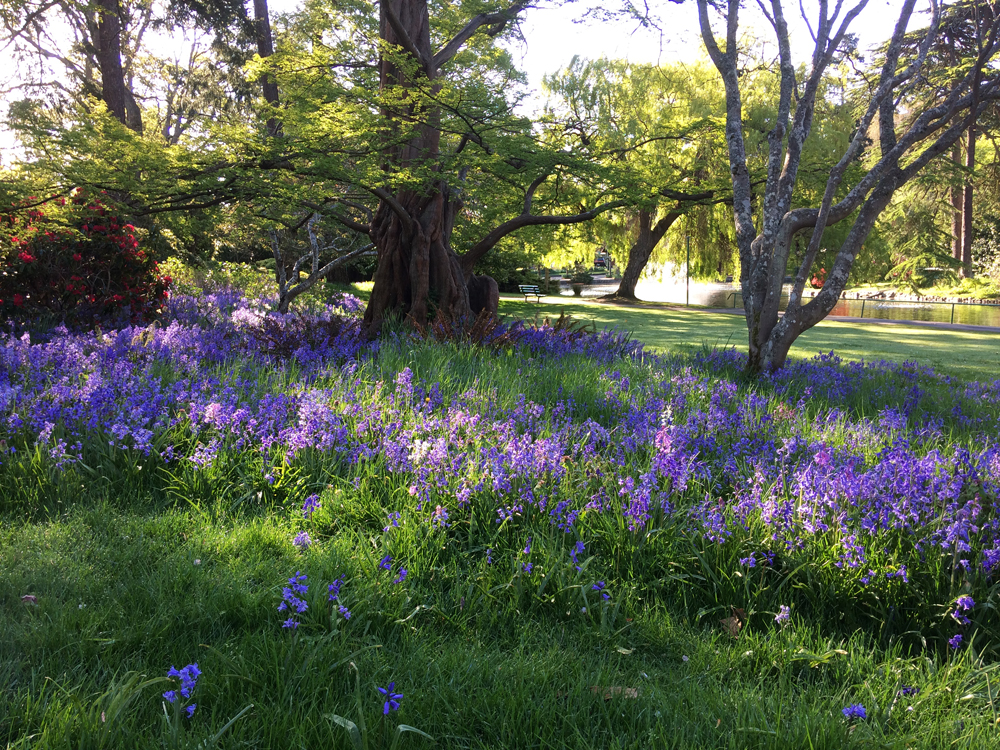 SpringPurple3_BBells