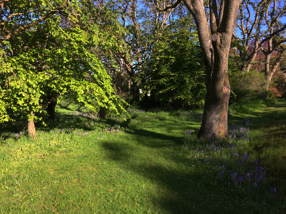 SpringPurple4_BBells